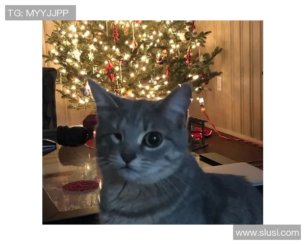 小猫足球明星头像设计可爱风格的创意灵感分享 小猫足球明星头像设计可爱风格的创意灵感分享